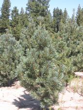 Vanderwolf Pine